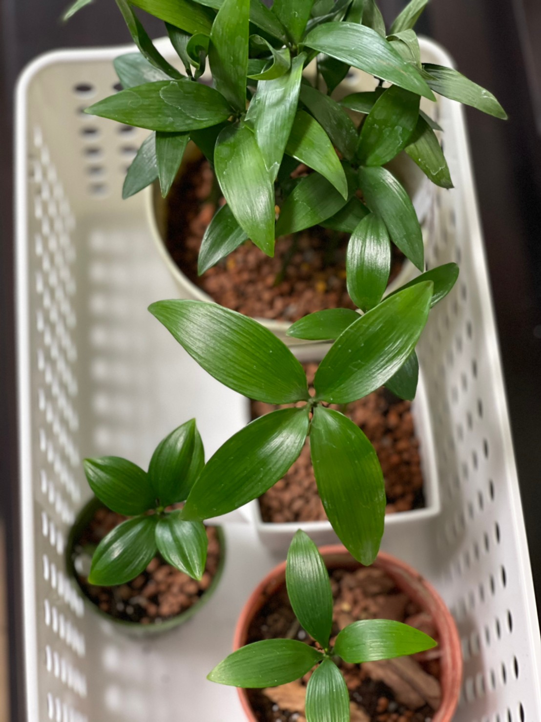 朝から観葉植物の植え替えをしています おそうじ本舗池袋店 王子店